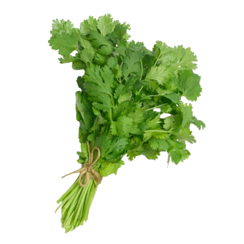 Cilantro